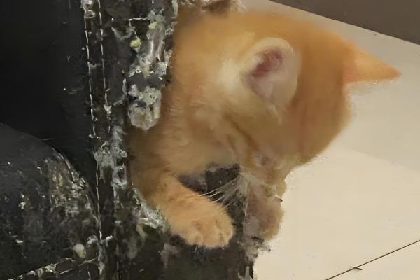 猫咪为什么会拆家，一般是心情焦虑、磨牙、无聊等因素所致