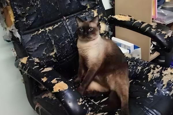 猫咪为什么会拆家，一般是心情焦虑、磨牙、无聊等因素所致