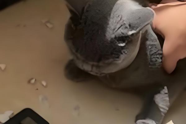 猫咪为什么会拆家，一般是心情焦虑、磨牙、无聊等因素所致