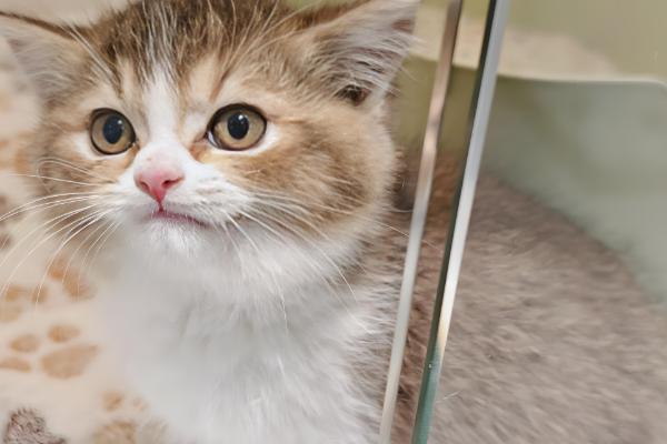 猫咪为什么会拆家，一般是心情焦虑、磨牙、无聊等因素所致