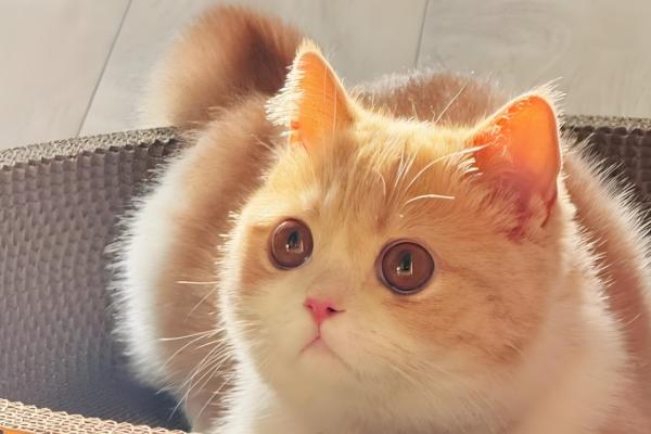 猫咪为什么会拆家，一般是心情焦虑、磨牙、无聊等因素所致