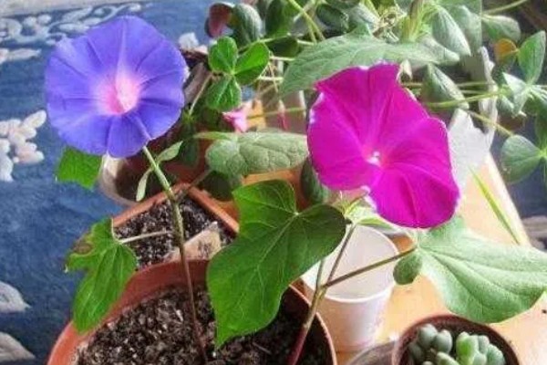 牵牛花开花后需要修剪吗,一般需要修剪