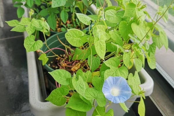 牵牛花开花后需要修剪吗,一般需要修剪