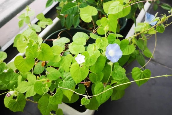 牵牛花开花后需要修剪吗,一般需要修剪