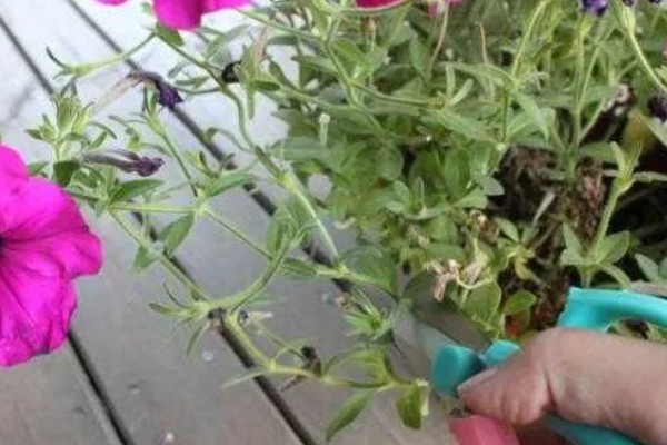 牵牛花开花后需要修剪吗,一般需要修剪