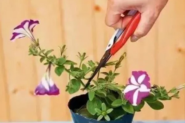 牵牛花开花后需要修剪吗,一般需要修剪