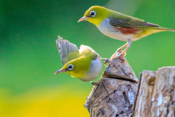 绣眼鸟为什么要用亮笼,养殖熟鸟才用亮笼