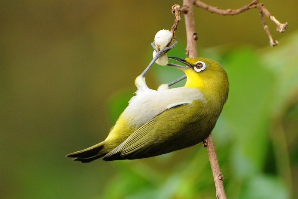 绣眼鸟为什么要用亮笼,养殖熟鸟才用亮笼