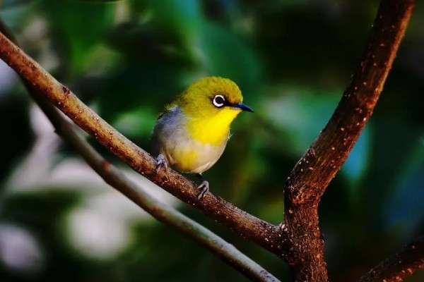 绣眼鸟为什么要用亮笼,养殖熟鸟才用亮笼