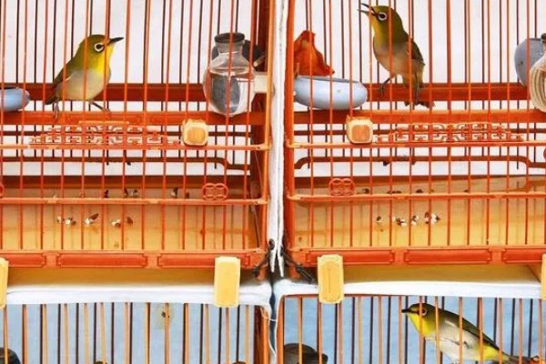 绣眼鸟为什么要用亮笼,养殖熟鸟才用亮笼