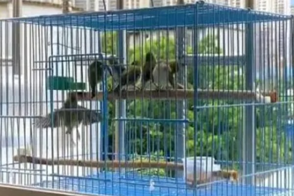 绣眼鸟为什么要用亮笼,养殖熟鸟才用亮笼