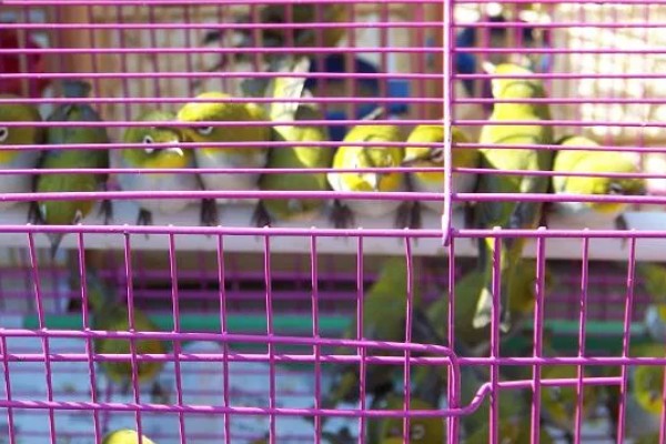 绣眼鸟为什么要用亮笼,养殖熟鸟才用亮笼