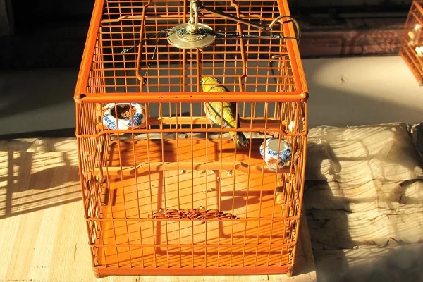 绣眼鸟为什么要用亮笼,养殖熟鸟才用亮笼