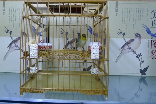 绣眼鸟为什么要用亮笼,养殖熟鸟才用亮笼