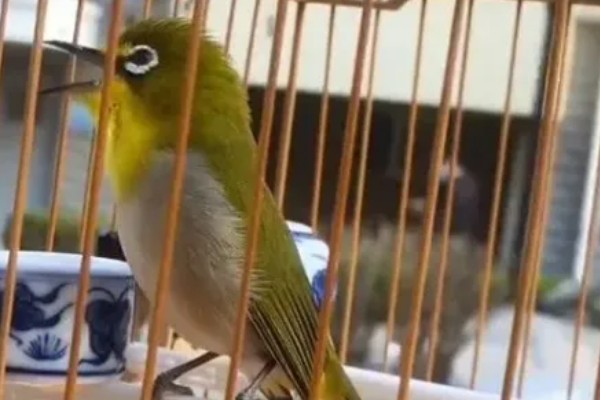 绣眼鸟为什么要用亮笼,养殖熟鸟才用亮笼