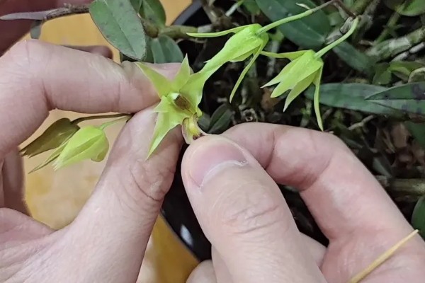 铁皮石斛如何施肥,上午10点前施肥为好