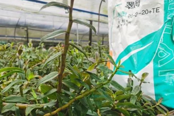 铁皮石斛如何施肥,上午10点前施肥为好