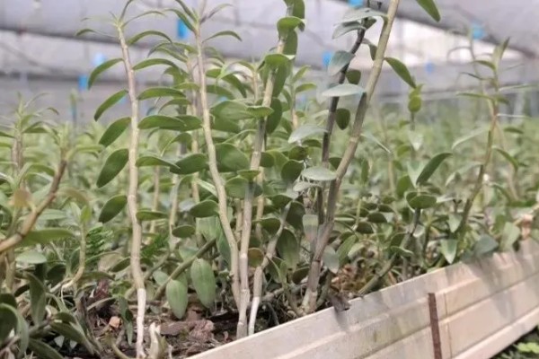 铁皮石斛如何施肥,上午10点前施肥为好