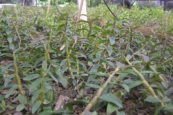 铁皮石斛如何施肥,上午10点前施肥为好