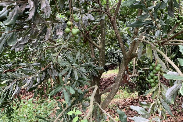 中国哪里可以种植夏威夷果树，云南、广东、台湾等地