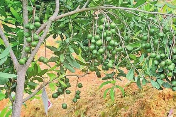 中国哪里可以种植夏威夷果树，云南、广东、台湾等地