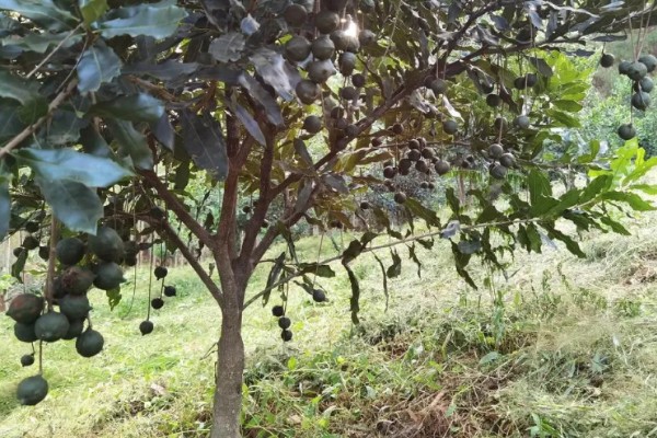 中国哪里可以种植夏威夷果树，云南、广东、台湾等地