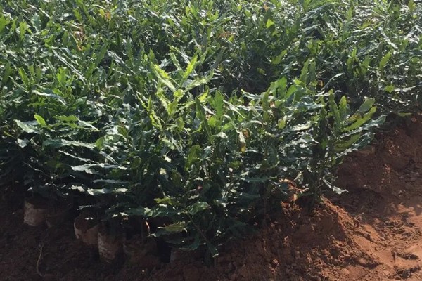 中国哪里可以种植夏威夷果树，云南、广东、台湾等地