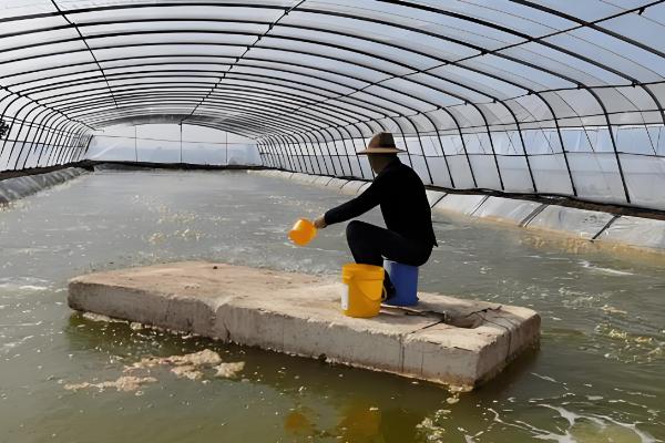 大棚养殖对虾的水温,生长温度25℃-32°C