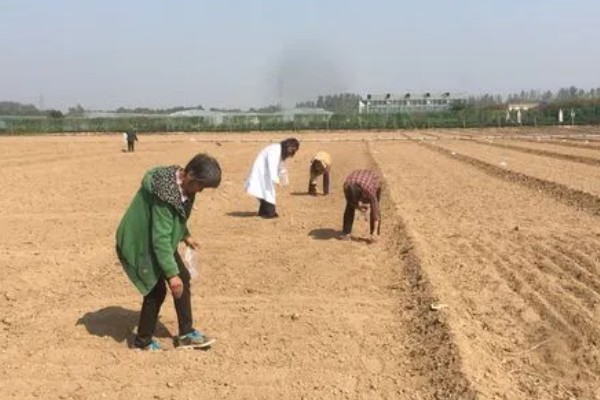 北方红小豆的种植方法,播种前先浸种3-4小时