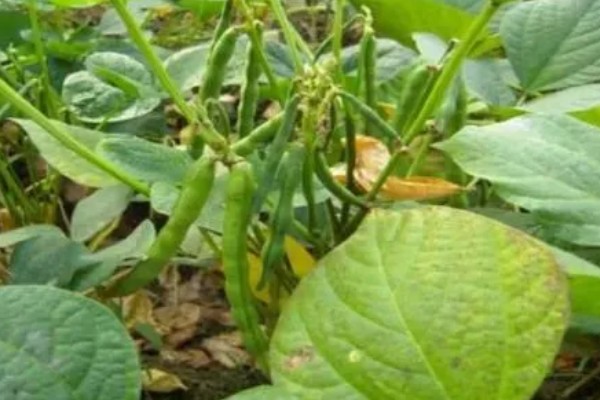 北方红小豆的种植方法,播种前先浸种3-4小时