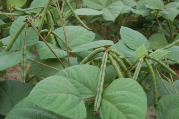 北方红小豆的种植方法,播种前先浸种3-4小时