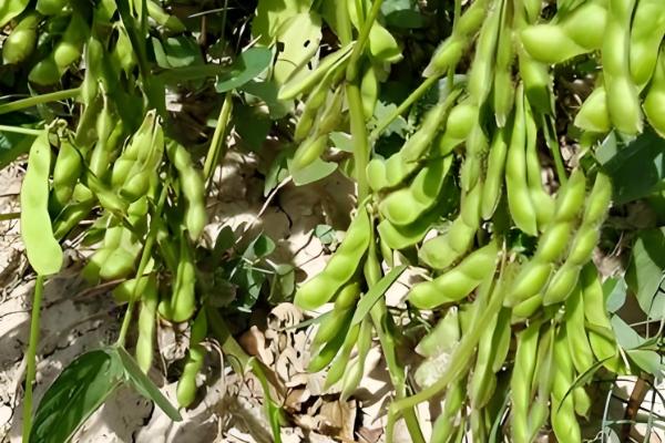 黑豆什么时候种植,可在5月15日至20日播种