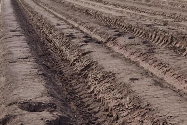 黑豆什么时候种植,可在5月15日至20日播种