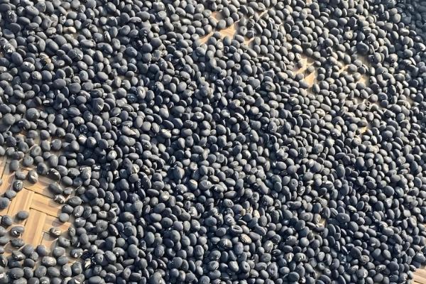 黑豆什么时候种植,可在5月15日至20日播种