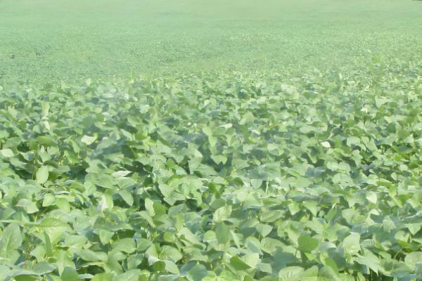 黑豆什么时候种植,可在5月15日至20日播种