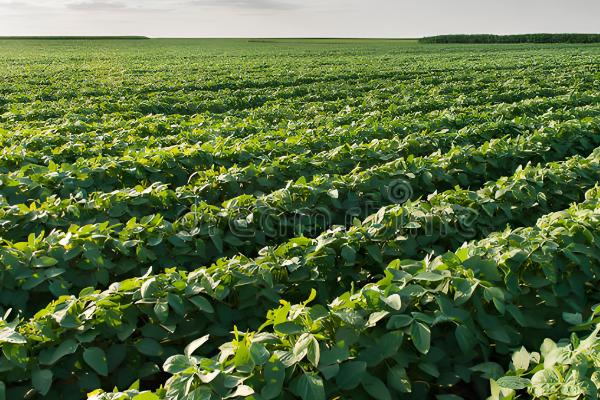 黑豆什么时候种植,可在5月15日至20日播种
