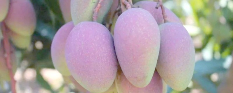 提高芒果产量的方法，关键是要选对品种