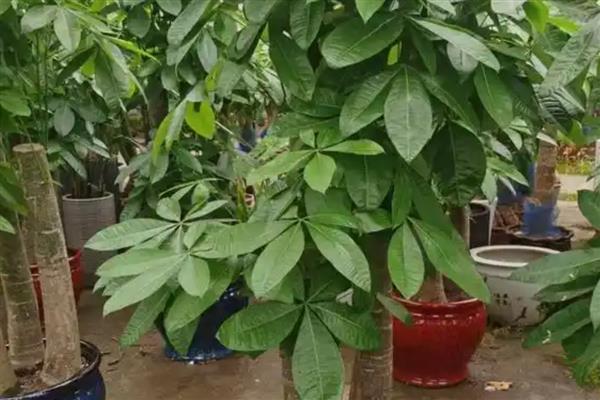 发财树叶子发白的原因,可能是病虫害所致