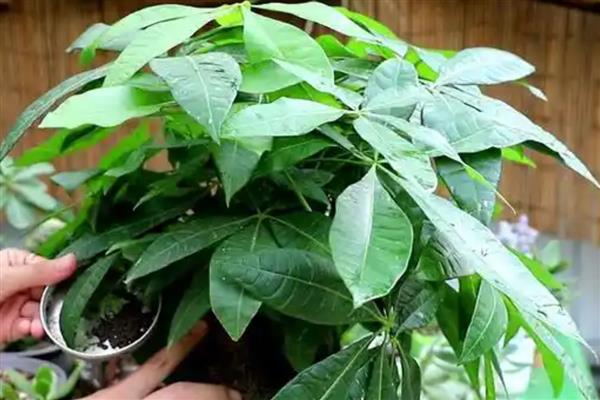 发财树叶子发白的原因,可能是病虫害所致