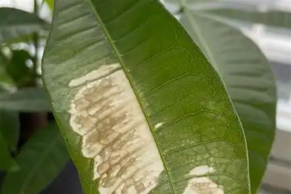 发财树叶子发白的原因,可能是病虫害所致