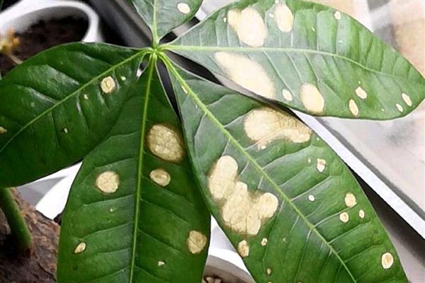 发财树叶子发白的原因,可能是病虫害所致