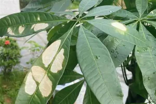 发财树叶子发白的原因,可能是病虫害所致
