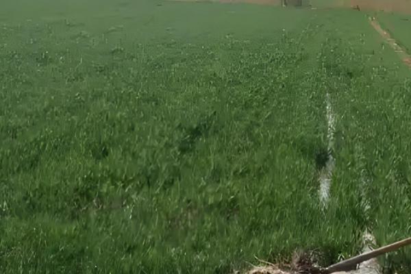 为什么小麦要浇越冬水，可以促进麦苗健壮生长