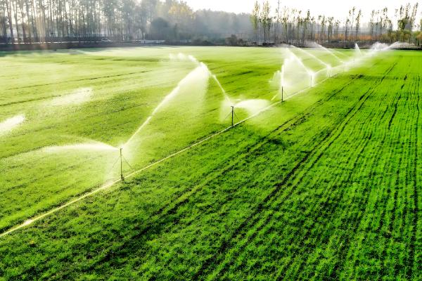 为什么小麦要浇越冬水，可以促进麦苗健壮生长