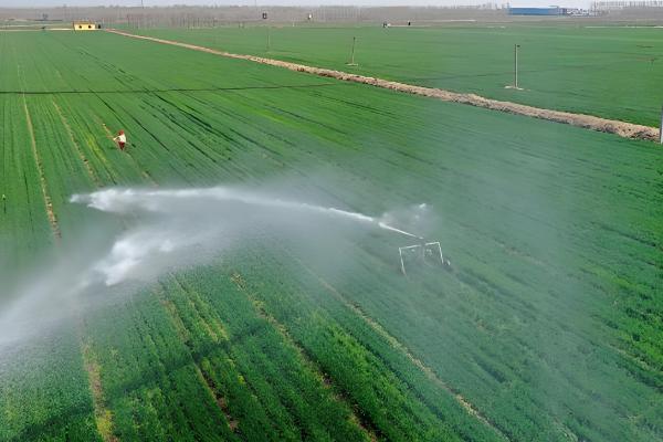 为什么小麦要浇越冬水，可以促进麦苗健壮生长