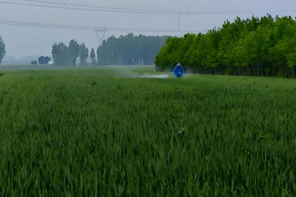 为什么小麦要浇越冬水，可以促进麦苗健壮生长