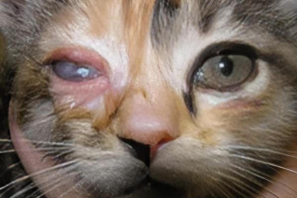猫咪的眼睛红肿睁不开的原因，可能是受到异物刺激所致