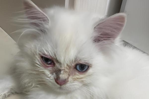 猫咪的眼睛红肿睁不开的原因，可能是受到异物刺激所致