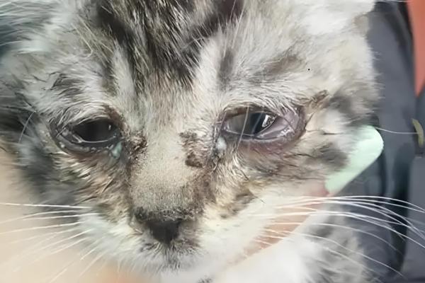 猫咪的眼睛红肿睁不开的原因，可能是受到异物刺激所致