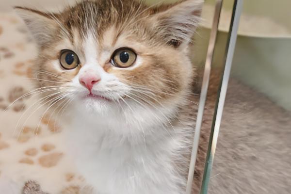 猫咪的眼睛红肿睁不开的原因，可能是受到异物刺激所致